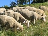 Fellhof Pasek na nerki ze skóry jagnięcej Flexi ocieplacz na nerki rozm. S, M, L, XL (M)