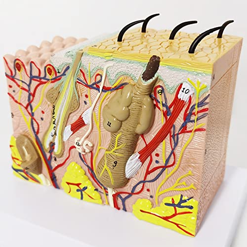 Evotech Skin Anatomical Model, 35X Enlarged Skin Layer Structure Anatomy Model With Hair For Science Classroom Study Teaching Display Medical Skin Markers #TOP3