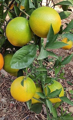 Image of GreenWorld Special All Time Sweet Big Size Vietnam Yellow Malta /Mosambi (GRAFTED) Live Plant,Lemon Plant,''Fruit After 1 Year''