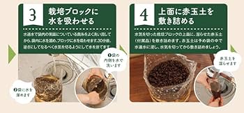 Amazon｜きのこ栽培キット めずらしいきのこ農園 ササクレ