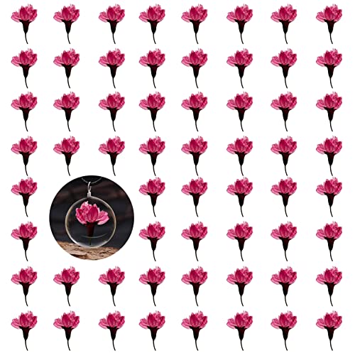 Flores secas de cerezo rosa intenso para manualidades 60PCS miniatura 1