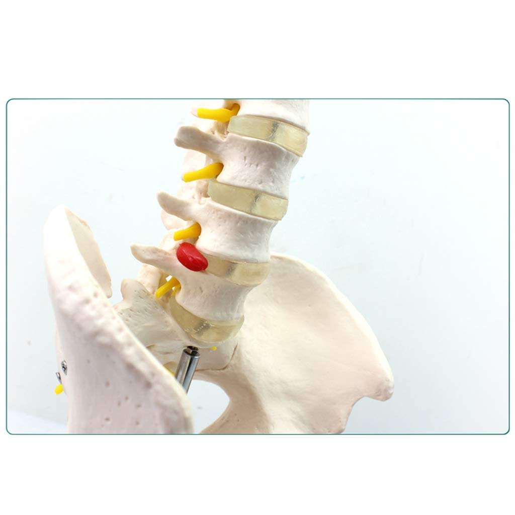 Męska Miednica Z Pięcioma Modelami Kręgów Lędźwiowych - Anatomia Model Miednicy Anatomia Człowieka - Naukowy Anatomiczny Model Człowieka - Do Medycznej Pomocy Edukacyjnej, Materiałów Laboratoryjnych
