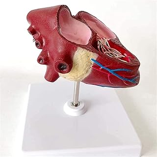 Anatomy Body Model Dog Heart Model - Canine Dog Animal Organ Anatomical Model - for Veterinary Teaching Education Model, Models & Educational Materials Teaching Aids