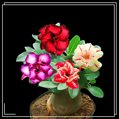 Bulbo De Rosa Del Desierto,Bulbo Rosa Del Desierto Planta,Rosa Del Desierto Bulbos,Bulbo Rosa Del Desierto Planta,Adenium Obesum Planta,JardíN Perenne Agradable-2bulbos-e
