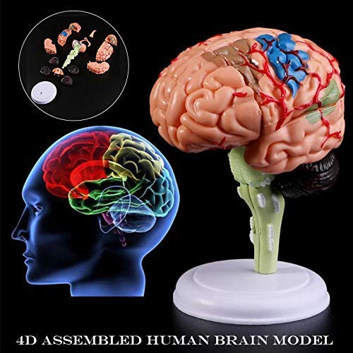 Amazon.co.jp: 4D 分解解剖学的人間の脳モデル解剖学医療教育ツール