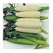 David's Garden Seeds Corn Sweet Sugar Pearl SL112 (White) 100 Hybrid Seeds