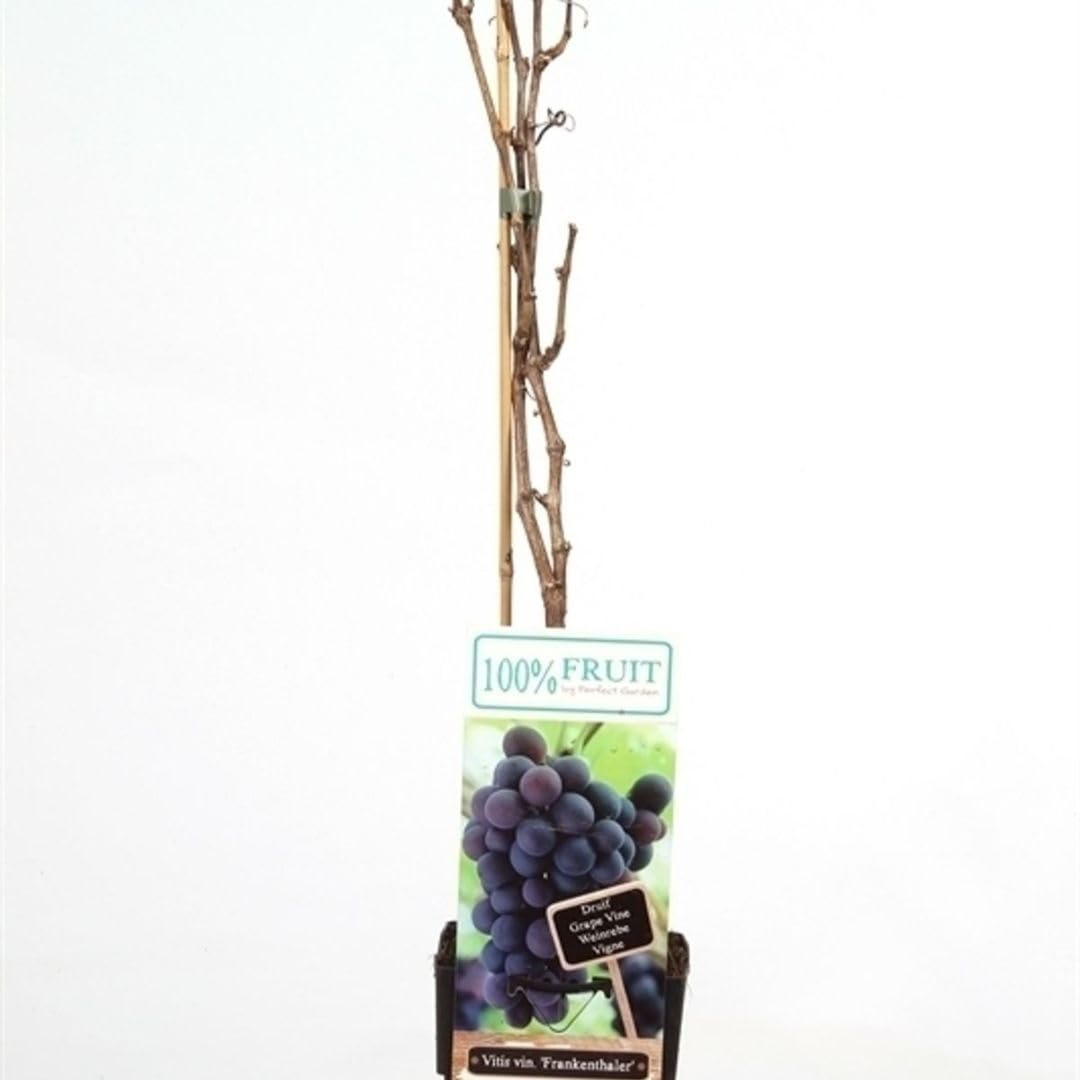 Vitis vinifera 'Frankenthaler' – Hardy Grape Vine for Wine & Eating – Vigorous Climber for Sunny Walls, Pergolas & Trellises – Sweet Red Grapes - 2X 15cm Potted Plants by Thompson & Morgan