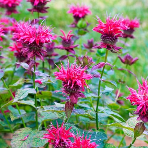 1000+ Seed Bee Balm Seeds for Planting Outdoor - Heirloom Non-GMO Ornamental Bee Balm Plant Beautiful Perennial Flower Seeds in Your Home Garden - Thumbnail 4