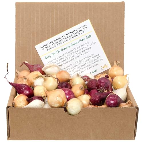Mixed Red, White, and Yellow Onion Sets 1 Pound Non-GMO