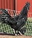 6 Barnyard Mix Chicken Hatching Eggs by Fox Peak Outdoor Supply LLC. (Over 20+ Breeds of Chickens)