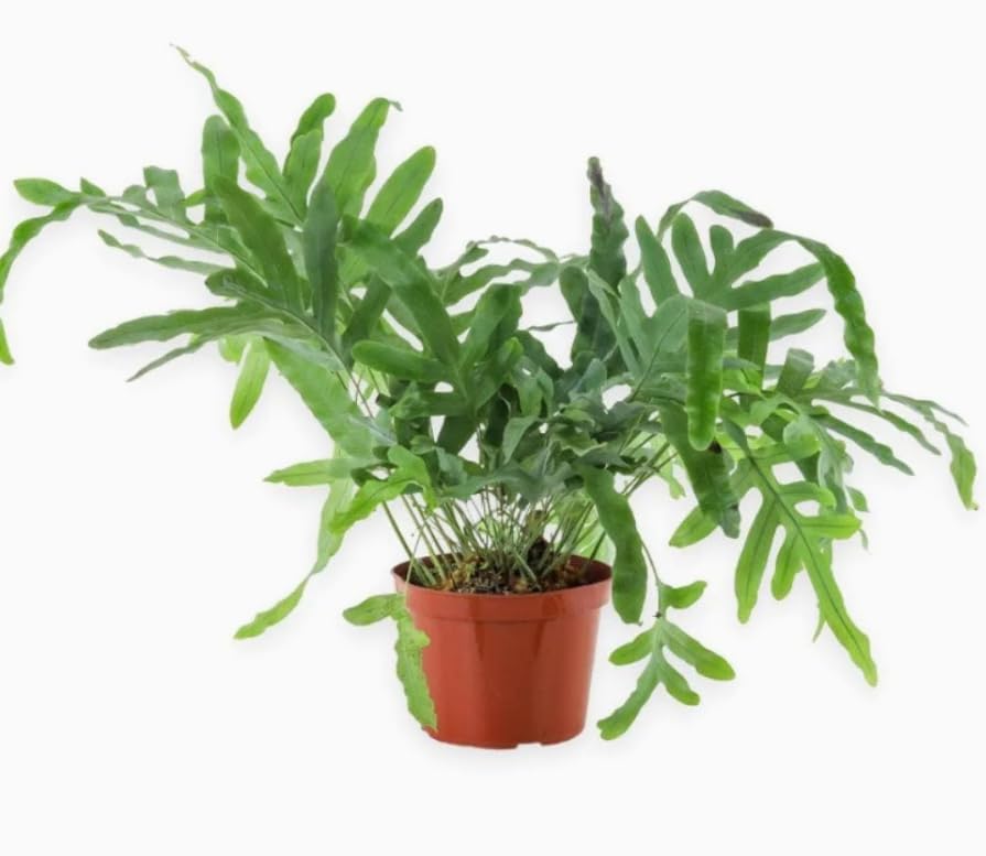 Fern 'Blue Star' | Live Plant for Indoor & Outdoor | for Living Room, Office, Bathroom | (4' Pot)
