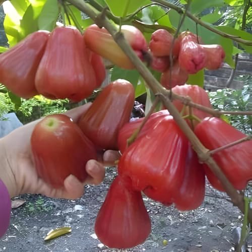 Image of All-Time12 Months Hybrid Grafted Guti Kolom Live Fruit Plant Original & Authentic for Outdoor Fast-Growing Fruit Plant Home Pack Of-1 (Water Apple Fruit Plants Varieties Combo Pack of-4, Medium)