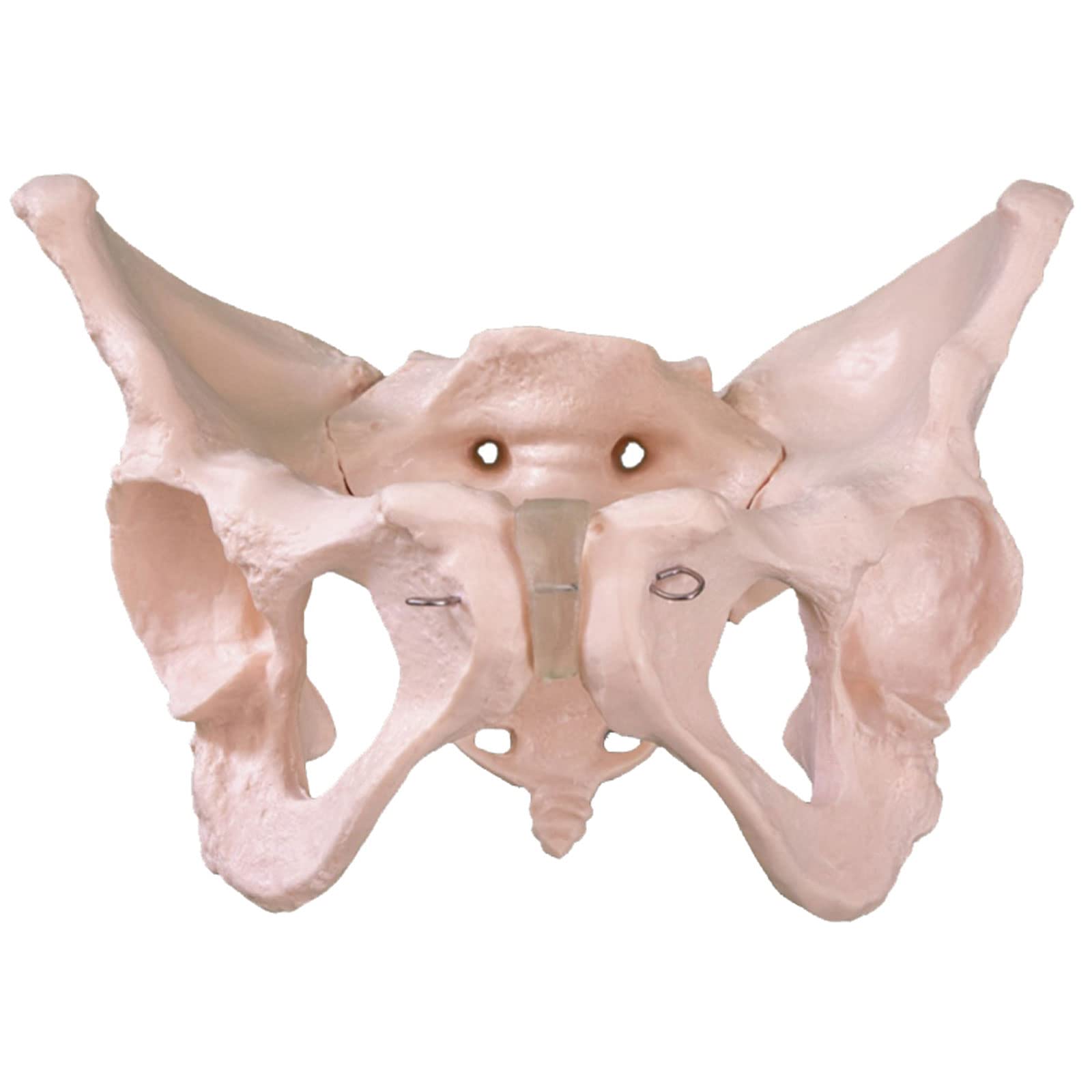 Modello di Scheletro del Bacino Femminile A Grandezza Naturale Pelvi Umano Anatomia Anatomica Modelli Scheletrici Apparecchiature Mediche Strumenti Medici
