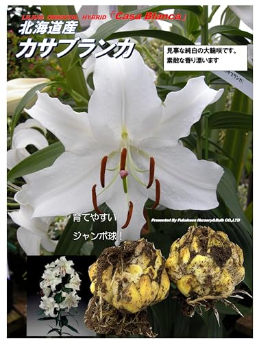 IG^Sw JTuJ xX[p[W{×Q