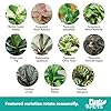 Essential Houseplant Collection (4PK) Live Plants Indoor Plants Live Houseplants in Plant Pots, Easy House Plants Indoors Live, Snake Plant, Pothos in Potting Soil, Clean Air Plants by Plants for Pets #4