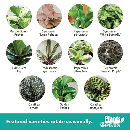 image for Essential Houseplant Collection (4PK) Live Plants Indoor Plants Live H