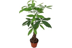 Pachira Aquatica Money Tree: A Symbol of Prosperity and Good Fortune