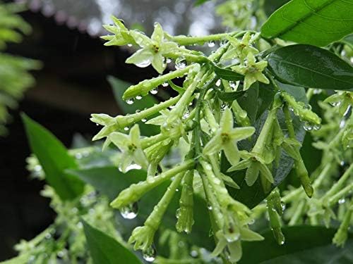 Miniatura 4 de 1043-Jasmine, Night Blooming (Cestrum nocturnum) Seeds por Robsrareandgiantseeds UPC0764425786221 Sin OMG, orgánico, cultivador de EE. UU., 1043
