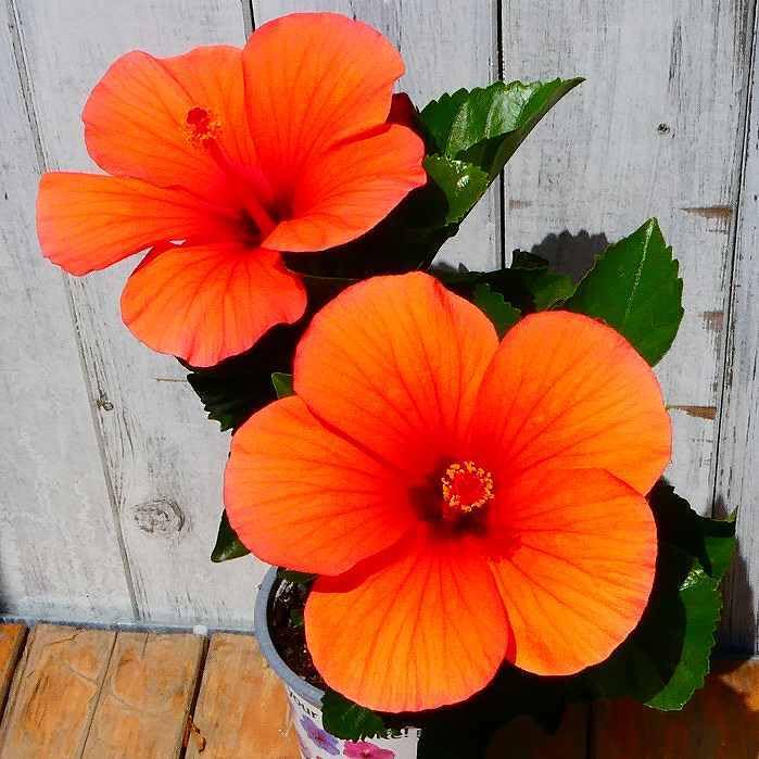 Amazon | ハイビスカス 苗 サマーブリーズ ラーゴブリーズ オレンジ花