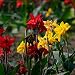Outsidepride Canna Lily Seeds - 25 seeds
