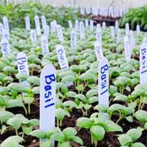 Spring Has Sprung (sort of. . .) On the Farm!