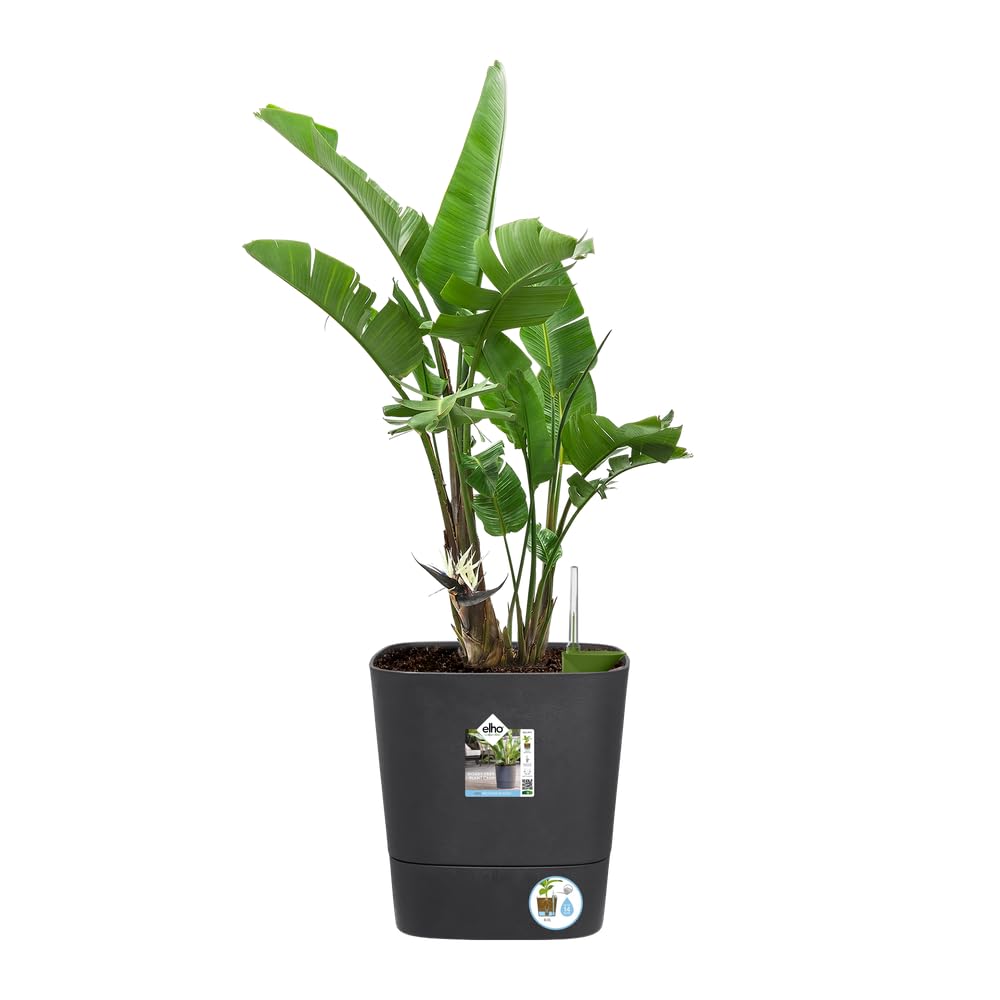 Elho Greensense Aqua Care Square 38 - Macetero por Interior y Exterior - 100% Plástico Reciclado - Ø 38.0 x H 38.9 cm - Charcoal Grey