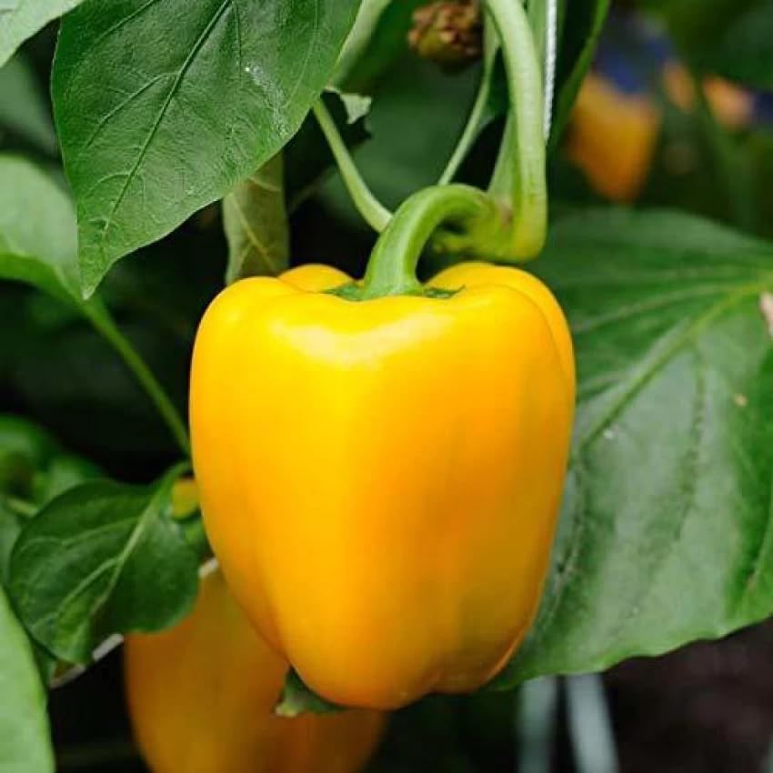 Image of Yellow Bell Pepper Seeds | Yellow Capsicum | Chilli | Mirchi for Home Gardening | Planting (Yellow Bell Pepper)