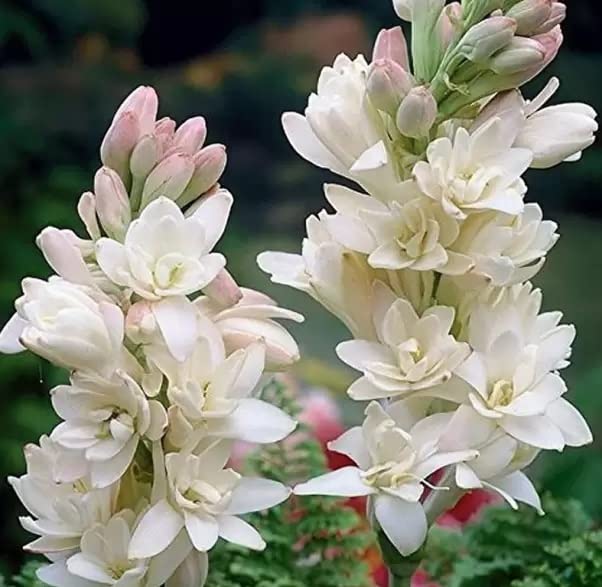 TUBEROSE FLOWER PLANT/RAJANIGANDHA FLOWER PLANT MOST FRAGRANCE FLOWER PACK 12 LIVE PLANT BULBS (B0BQWFQ1JB) Amazon Price History, Amazon Price Tracker