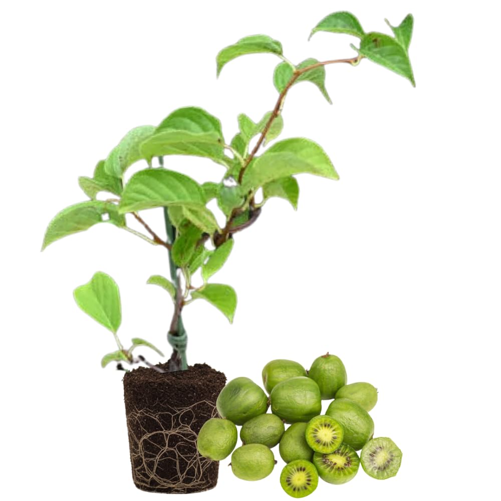 Amazon.com : Kiwi Plant Live, Hardy Kiwi Berries Plant, Well
