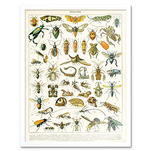 Artery8 Millot Encyclopedia Page Insects Cicada Art Print Framed Poster Wall Decor 12x16 inch