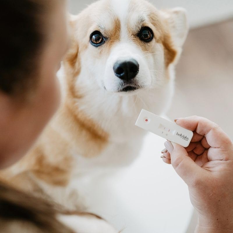 BELLYLABS Dog Pregnancy Test Kit, Home Use, 96% Accuracy, 10 Minute Results, No Blood Draw