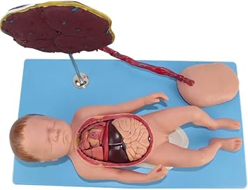Teaching Model,Anatomical Fetus Model Placenta Umbilical Cord Vivid Fetal Model with visceral Structure 13 PCS Detachable Model for Science Classroom Study Teaching Medic
