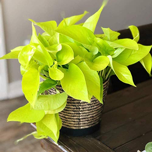 Image of American Plant Exchange Neon Pothos - Live 6-Inch Potted Climbing Vine, Easy-Care Air Purifying Houseplant, Fast-Growing Indoor Plant for Home, Office, Bedroom, Living Room & Indoor Jungle Decor