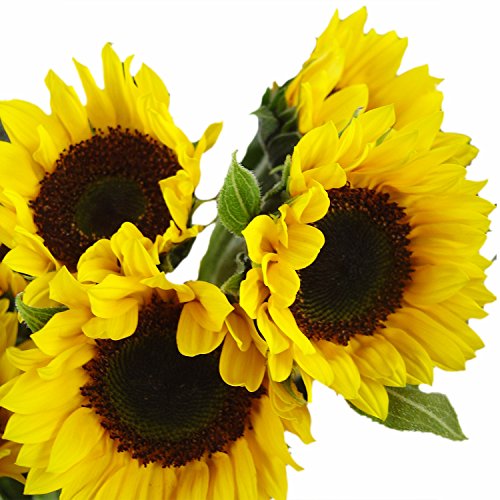 The 11 Best Fresh Cut Sunflowers of 2023 [Verified] Cherry Picks
