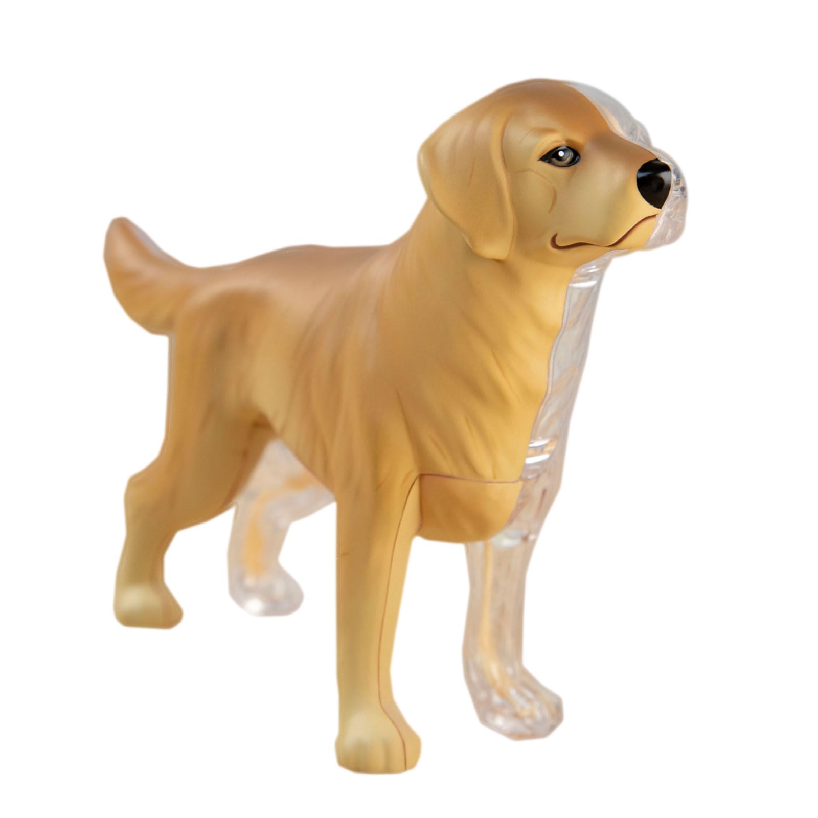 Modello di scheletro di organi animali 4D, modello di scheletro staccabile, materiale scientifico, modello di anatomia di organi animali, modello di scheletro 4D, modello di anatomia di organi animali
