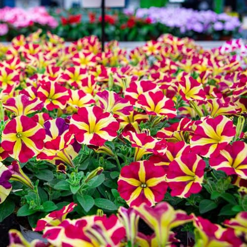 650samen petunien - wildblumensamen mehrjährig blumenwiese mehrjährig winterhart, bodendecker winterhart, kübelpflanzen