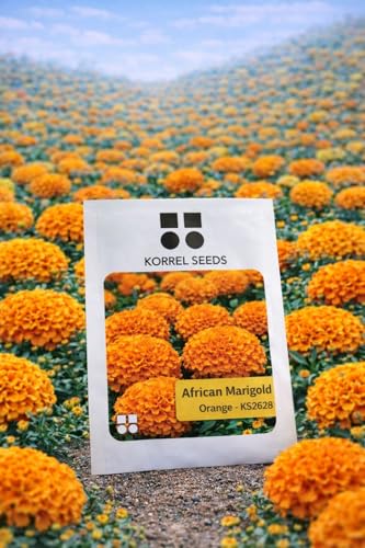 Image of African Marigold KS2628 - Semi Tall (60-75 cm) | Professional Nursery & Commercial Grade Flower Seeds | Bulk Packs for Farmers & Growers (Orange, 25 Gm)