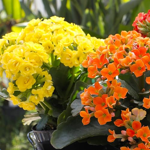 Kalanchoe Live Succulents Plants Live Flowers (3 Pack), Kalanchoe Plant Live Succulent Plants, Kalanchoe Plants Live Indoor Plants Live Houseplants, Fresh Flowers for Delivery Prime by Plants for Pets - Image 3