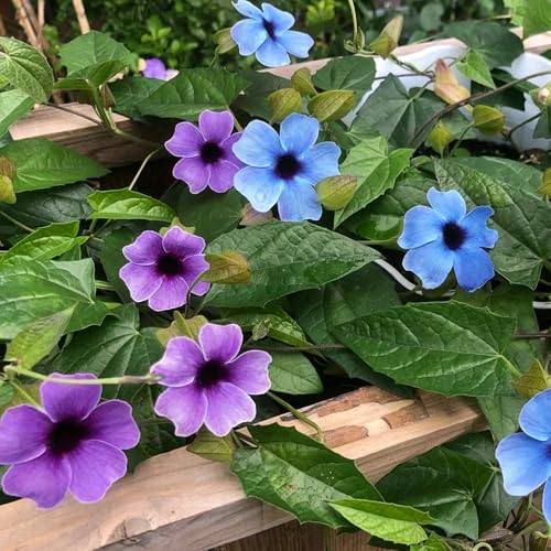 Susana de ojos negros - semillas de exóticas balcón jardín decoración semillas orgánicas 200pcs