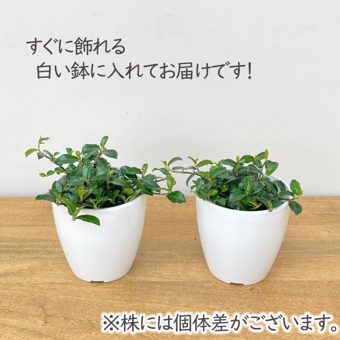 Amazon｜観葉植物 cot フィカス シャングリラ つる性ガジュマル 3.5号