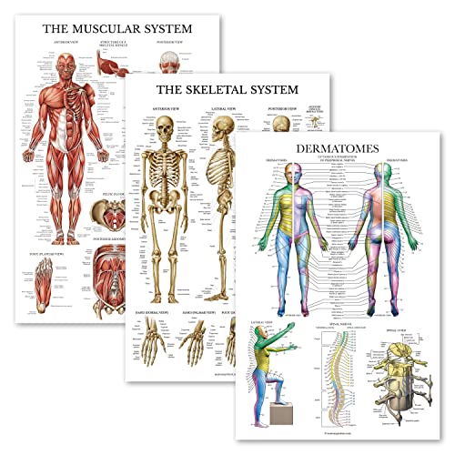 Palace Learning 3er-Pack – Muskel- + Skelett + Dermatome-Anatomie-Poster-Set – Muskel- und Skelettsystem – laminiert – 45,7 x 61 cm Palace Learning 3er-Pack – Muskel- + Skelett + Dermatome-Anatomie-Poster-Set – Muskel- und Skelettsystem – laminiert – 45,7 x 61 cm