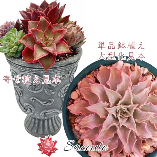 Amazon.co.jp: Succute: フリル系