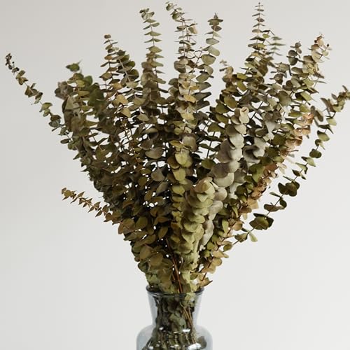10 piezas de hojas secas de eucalipto para decoración miniatura 5