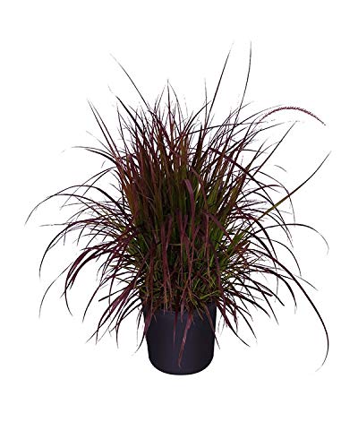 Garden Art Red Fountain Grass Red Rubrum Pennisetum setaceum Beautiful Hedge Ntural Live Plants Outdoor House Plants In Nursery Growers Bag/Pots(Pack of 1 Healthy Live Plant) (B0CD2173W4) Amazon Price History, Amazon Price Tracker