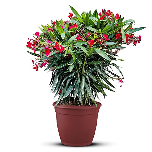 Tropictrees Nerium Oleander Pflanzen Winterhart mit Roten Blüten, 100–120 cm Höhe, Winterharte Pflanzen für Garten, hitze- und trockenheitsresistenter Strauch