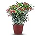 Produktbild Tropictrees Nerium Oleander | Oleander Pflanzen winterhart | immergrüne winterharte Pflanze mit einer Höhe 100-120 cm | rote Blüten | hitze- und trockenheitsresistent