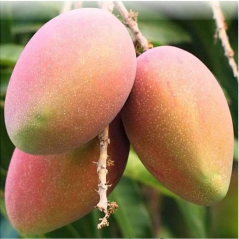 Natural Arafted alphonso mango tree live plant Pack of 1
