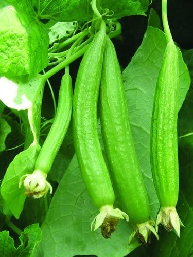 Kadam Desi Sarputiya Seeds , Satputiya Seed , Sarputita Beej, Satputia Gourd Seed (80 Seeds) ,Small Ridge Gourd Seed