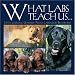 What Labs Teach Us...: Life's Lessons Learned from Labrador Retrievers