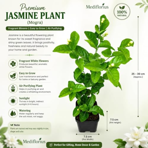 Image of Mediflorius Jasmine Flower Plant Live White Mogra (Jasminum sambac) | Arabian Jasmine Aromatic Fragrant Flowering Plant with Pot | Live Outdoor & Indoor Plant for Home Garden Balcony | Pack of 1